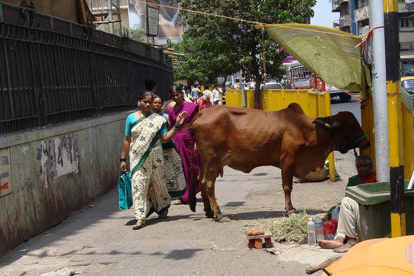 Beef Ban Trinamool Congressman