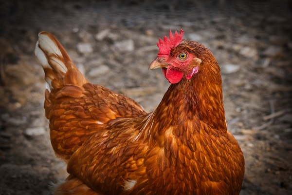 Attorneys File Case Against Jewish Leaders to Save Chickens from Jewish Atonement Ritual
