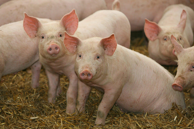 Rabbi Shocks With Unparalleled Approval of Cloned Pigs As Kosher